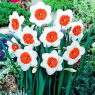 Bulbi narcise Professor Einstein - Pachet 3 bucați