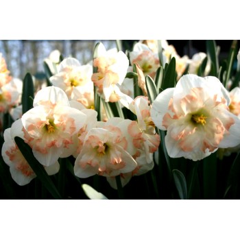 Bulbi narcise Pink Wonder - Pachet 3 bucați Bulbi narcise Pink Wonder - Pachet 3 bucați