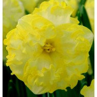 Bulbi narcise Sunny Side Up - Pachet 3 bucăți Bulbi narcise Sunny Side Up - Pachet 3 bucăți