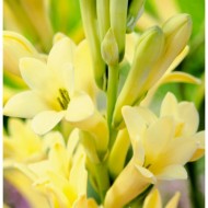 Bulbi tuberoze Super Gold (galbene) - 1 bucată, marimea a II-a