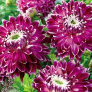 Bulbi dalii Vancouver - 1 bucată