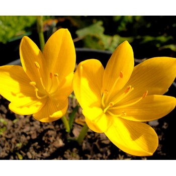 Bulbi Sternbergia lutea (brândușă de toamnă) - Pachet 3 bucăți, flori MARI