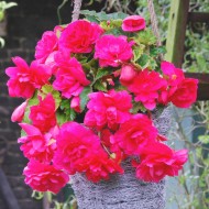 Bulbi begonii cascade roz - 1 bucată, bulbi MARI