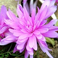 Bulbi colchicum Waterlily (brândușă de toamnă) - 1 bucată, flori trecute Bulbi colchicum Waterlily (brândușă de toamnă) - 1 bucată, flori trecute