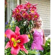 Bulbi crini Satisfaction - 1 bucată