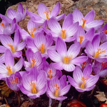 Bulbi crocus Conqueror - Pachet 10 bucăți, înfloresc toamna Bulbi crocus Conqueror - Pachet 10 bucăți, înfloresc toamna