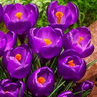 Bulbi crocus Flower Record - Pachet 10 bucăți