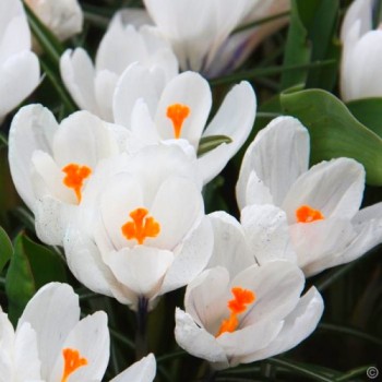 Bulbi crocus Jeanne d'Arc - Pachet 10 bucăți Bulbi crocus Jeanne d'Arc - Pachet 10 bucăți