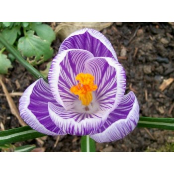 Bulbi crocus Pickwick - Pachet 10 bucăți Bulbi crocus Pickwick - Pachet 10 bucăți
