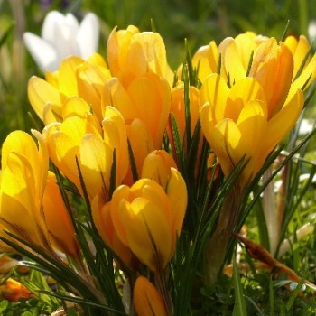 Bulbi crocus Yellow - Pachet 10 bucăți Bulbi crocus Yellow - Pachet 10 bucăți