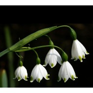 Bulbi ghiocei inalti aestivum (de "vara") - Pachet 5 bucăți, bulbi MARI