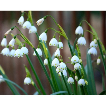 Bulbi ghiocei inalti aestivum (de "vara") - Pachet 5 bucăți, bulbi MARI Bulbi ghiocei inalti aestivum (de "vara") - Pachet 5 bucăți, bulbi MARI