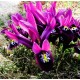 Bulbi iris reticulata Pauline - Pachet 10 bucăți