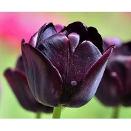 Bulbi lalele Queen of Night - Pachet 10 bucăți, circumf. 9/10 cm