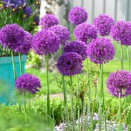 Bulbi allium  Purple Sensation - Pachet 2 bucăți Bulbi allium  Purple Sensation - Pachet 2 bucăți