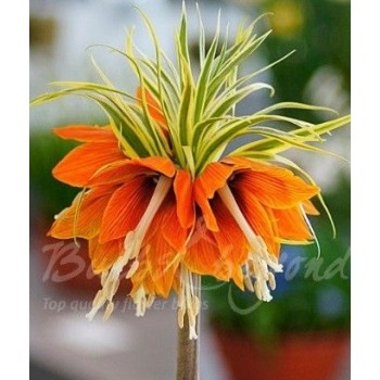 Bulbi fritillaria aureomarginata (frunze variegate) - FOARTE RARA - 1 bucată Bulbi fritillaria aureomarginata (frunze variegate) - FOARTE RARA - 1 bucată