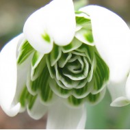 Bulbi ghiocei Flore pleno - Pachet 5 bucăți Bulbi ghiocei Flore pleno - Pachet 5 bucăți