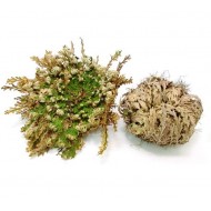 Trandafir de Jericho - 1 bucată, marimea a II-a