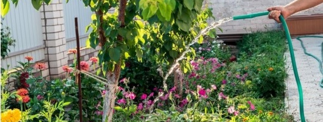 Cum îngrijești plantele și florile din grădină pe timpul verii Cum îngrijești plantele și florile din grădină pe timpul verii