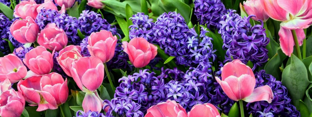 Zambilele și combinațiile florale: Cum să creezi aranjamente spectaculoase în grădină și ghivece Zambilele și combinațiile florale: Cum să creezi aranjamente spectaculoase în grădină și ghivece