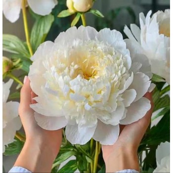 Bujori Bowl of Cream - 1 bucată (rizom), flori foarte mari Bujori Bowl of Cream - 1 bucată (rizom), flori foarte mari