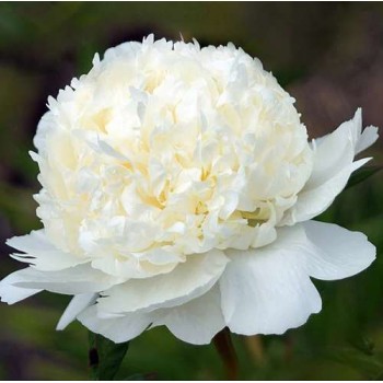 Bujori Bridal Gown - 1 bucată (rizom Bujori Bridal Gown - 1 bucată (rizom