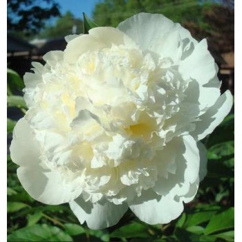 Bujori Bridal Gown - 1 bucată (rizom Bujori Bridal Gown - 1 bucată (rizom