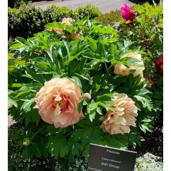 Bujori itoh Callies Memory - 1 bucată (rizomi), 3/5 ochi Bujori itoh Callies Memory - 1 bucată (rizomi), 3/5 ochi