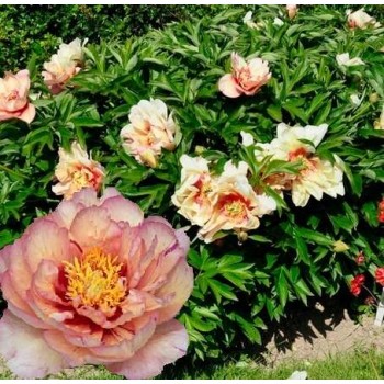 Bujori itoh Callies Memory - 1 bucată (rizomi), 3/5 ochi Bujori itoh Callies Memory - 1 bucată (rizomi), 3/5 ochi