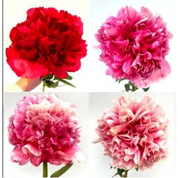 Bujori Command Performance - 1 bucată (rizomi), flori MARI, culoare schimbatoare Bujori Command Performance - 1 bucată (rizomi), flori MARI, culoare schimbatoare