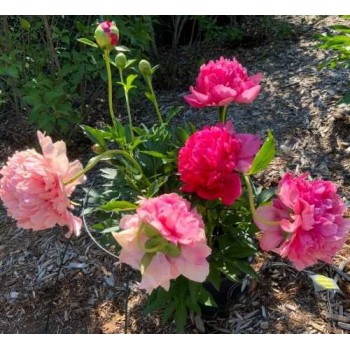 Bujori Command Performance - 1 bucată (rizomi), flori MARI, culoare schimbatoare Bujori Command Performance - 1 bucată (rizomi), flori MARI, culoare schimbatoare