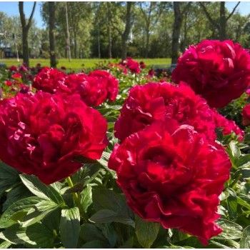 Bujori Henry Bockstoce - 1 bucată (rizomi) Bujori Henry Bockstoce - 1 bucată (rizomi)