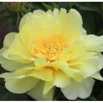 Bujori itoh Lemon Dream - 1 bucată (rizomi), 3/5 ochi, vezi poze Bujori itoh Lemon Dream - 1 bucată (rizomi), 3/5 ochi, vezi poze