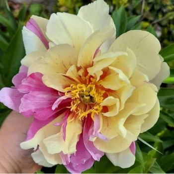 Bujori itoh Lemon Dream - 1 bucată (rizomi), 3/5 ochi, vezi poze Bujori itoh Lemon Dream - 1 bucată (rizomi), 3/5 ochi, vezi poze