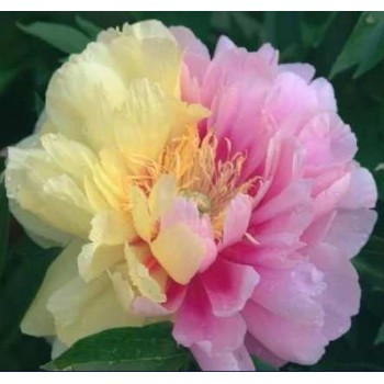 Bujori itoh Lemon Dream - 1 bucată (rizomi), 3/5 ochi, vezi poze