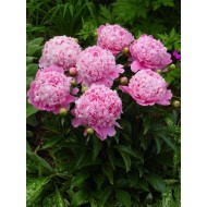 Bujori Mons. Jules Elie - 1 bucată (rizomi)