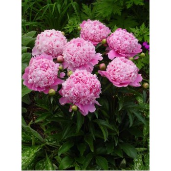 Bujori Mons. Jules Elie - 1 bucată (rizomi)