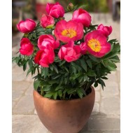 Bujori Oslo - 1 bucată (rizomi)