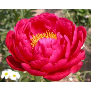 Bujori Raspberry Charm - 1 bucată (rizomi), soi timpuriu, flori mari și tulpini rezistente Bujori Raspberry Charm - 1 bucată (rizomi), soi timpuriu, flori mari și tulpini rezistente