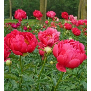 Bujori Raspberry Charm - 1 bucată (rizomi), soi timpuriu, flori mari și tulpini rezistente Bujori Raspberry Charm - 1 bucată (rizomi), soi timpuriu, flori mari și tulpini rezistente