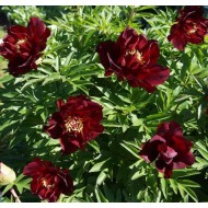 Bujori itoh Simply Red - 1 bucată (rizomi), 3/5 ochi, soi cu flori FOARTE MARI