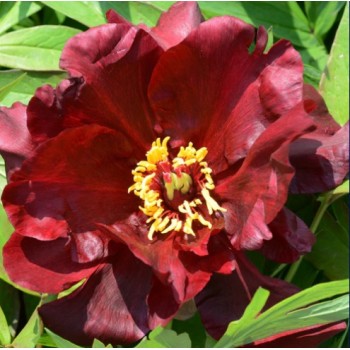 Bujori itoh Simply Red - 1 bucată (rizomi), 3/5 ochi, soi cu flori FOARTE MARI Bujori itoh Simply Red - 1 bucată (rizomi), 3/5 ochi, soi cu flori FOARTE MARI