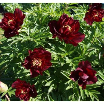 Bujori itoh Simply Red - 1 bucată (rizomi), 3/5 ochi, soi cu flori FOARTE MARI Bujori itoh Simply Red - 1 bucată (rizomi), 3/5 ochi, soi cu flori FOARTE MARI