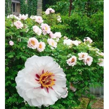 Bulbi (rizomi) bujori arbustivi Bulls Eye - 1 bucată Bulbi (rizomi) bujori arbustivi Bulls Eye - 1 bucată