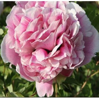 Bulbi (rizomi) bujori arbustivi Fiesta - 1 bucată Bulbi (rizomi) bujori arbustivi Fiesta - 1 bucată