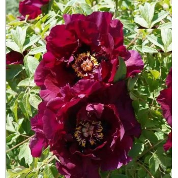 Bulbi (rizomi) bujori arbustivi Flashlight - 1 bucată