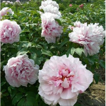 Bulbi (rizomi) bujori arbustivi Multiply - 1 bucată Bulbi (rizomi) bujori arbustivi Multiply - 1 bucată