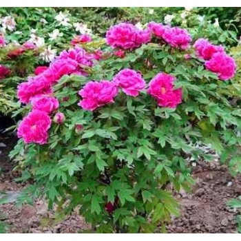 Bulbi (rizomi) bujori arbustivi Noble Crown - 1 bucată Bulbi (rizomi) bujori arbustivi Noble Crown - 1 bucată