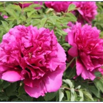 Bulbi (rizomi) bujori arbustivi Noble Crown - 1 bucată Bulbi (rizomi) bujori arbustivi Noble Crown - 1 bucată