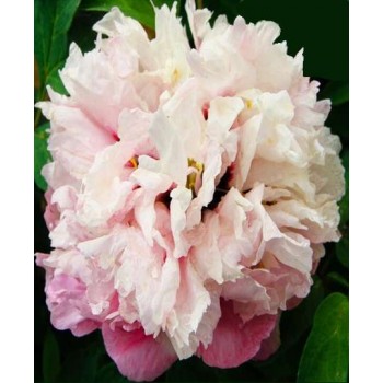 Bulbi (rizomi) bujori arbustivi Sugarcone - 1 bucată, flori FOARTE MARI Bulbi (rizomi) bujori arbustivi Sugarcone - 1 bucată, flori FOARTE MARI